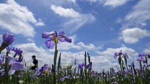 「花菖蒲」見ごろ。