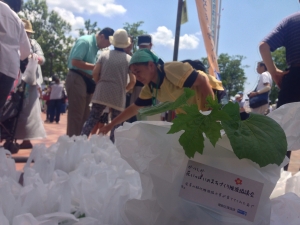 水元公園しょうぶまつり