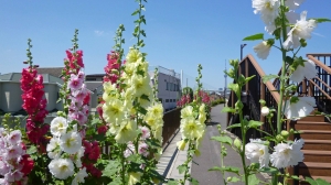 「タチアオイ」の花の道。