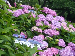 雨に咲く花