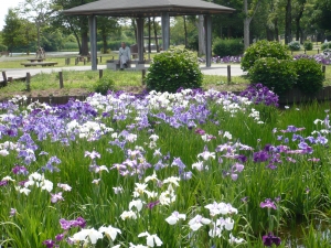 優しい日本の心が見える花菖蒲