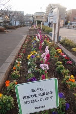 気になる花壇