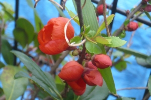 この深紅の美しい花木