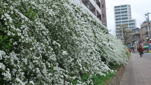 風が吹いたら