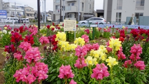 花壇で泳ぐ