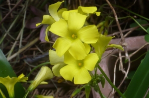 鮮やかな花の色彩