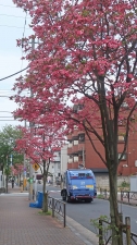 春は赤い街路樹