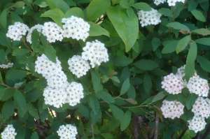 コデマリは夏を知らせる花