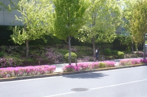 新宿みらい公園周辺の5月