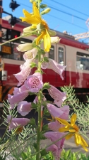 駅前にはいつも花がある。