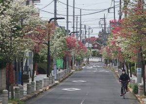 街路樹