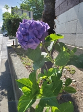 道端紫陽花