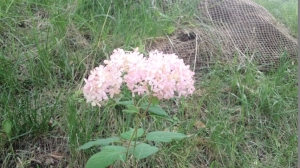 可憐な花がお待ちしています。