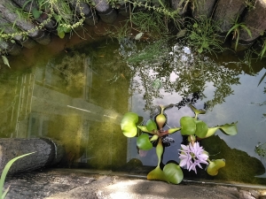 水草とメダカ