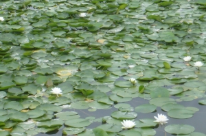 スイレン咲く水元公園