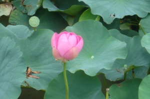 泥沼から美の最高峰の花が！