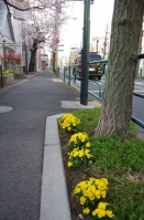 柴又街道のお花