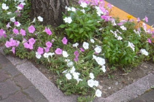 東金町中央自治会のまち花壇その２