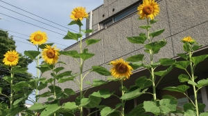 夏の花