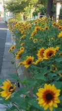 夏の花と言えば