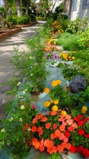 ８月末に花植えしました。