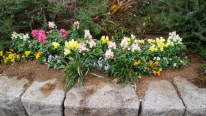 花植え後から…