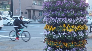 喧噪の往来に花