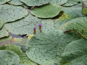 えっ！「オニバス」の花が