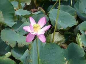 泥からこんなに美しさを見せる「ハス」の花