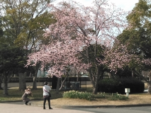 大寒桜と水仙