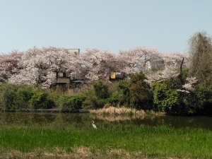 川を隔てた三郷の桜を借景して