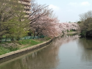 水面に桜の花びらが
