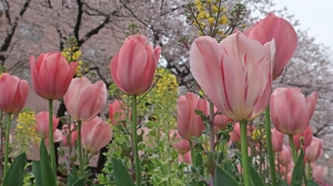 「桜」も咲いた