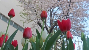 春は「桜」と