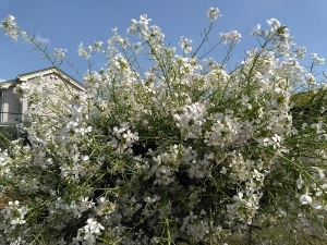 大根の花