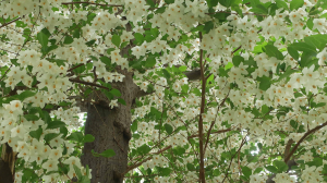 「桜」の次の花見かな