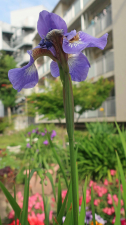 「今、庭の花を代表して・・・。」