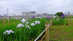 １番花は５月４日に咲きました。