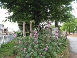 花いっぱいです♫