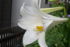 気品高き百合の花