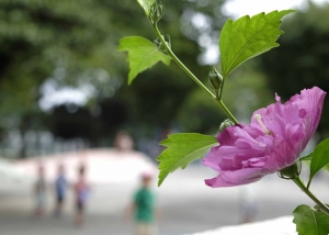 夏の公園