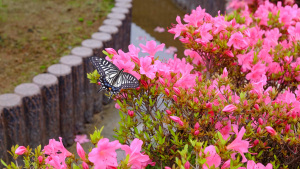 いつも花がある園、虫が見られる園に来てください。