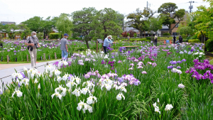 見頃始まる