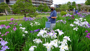 見頃始まる