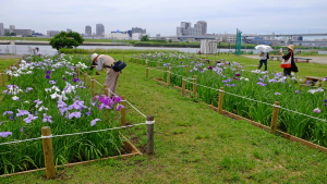 見頃始まる