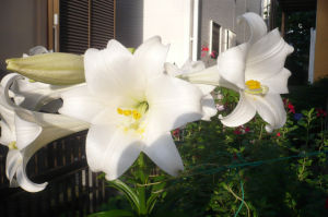 次から次へと豪華に咲いています！