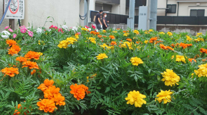 貴重な「道の花壇」