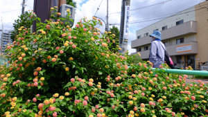 異名は「七変化」