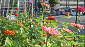 花期が長い