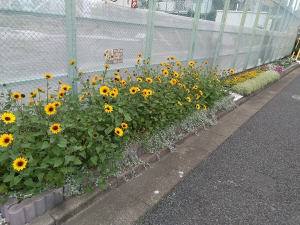 花いっぱいです♬